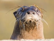 Otter with branches on head — Stock Photo