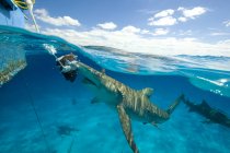 Underwater view of lemon shark eating bait hanging from boat, Tiger Beach, Bahamas — Stock Photo