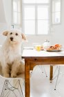 Curioso perro sentado a la mesa servida en el comedor - foto de stock