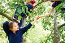 Niños recogiendo frutas en el árbol, enfoque selectivo - foto de stock