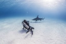 Mergulhador nadando com grande tubarão-martelo, vista subaquática — Fotografia de Stock