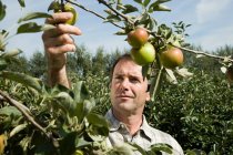 Retrato del hombre recogiendo manzanas frescas - foto de stock
