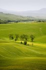View of crop rolling hills with trees — Stock Photo