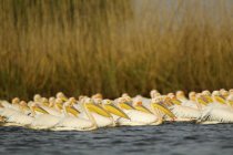 Большие белые пеликаны на поверхности воды — стоковое фото