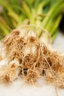 Spring onion roots — Stock Photo