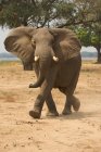 Слон в бассейне Мана — стоковое фото