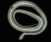 Closeup shot of xray image of coiled snake — Stock Photo