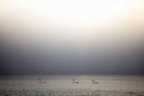 Three swans on Lake Maggiore — Stock Photo