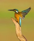 Hermosa Common Kingfisher o Alcedo atthis, vista de cerca - foto de stock