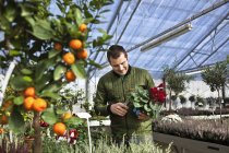 Jardinero trabajando con flores en invernadero - foto de stock