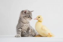Chaton et canard face à face — Photo de stock