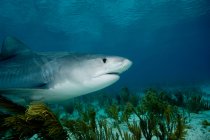Вид тигровой акулы, плавающей под водой — стоковое фото
