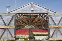 Opened doors on a wooden framed commercial greenhouse with white, pink and red flowering Begonia plants being grown in containers for sale to distributors and the public in spring, Quebec, Canada — Stock Photo