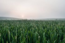 Vista panorámica del campo de niebla de hierba alta - foto de stock