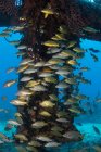 School of gray snappers in blue water — Stock Photo