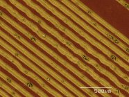 Coloured scanning electron micrograph of grooves on vinyl record — Stock Photo