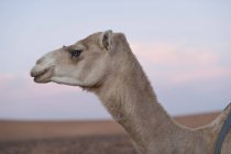 Вид збоку на голівку верблюда з небом заходу сонця — стокове фото