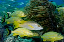 Fischschwärme am Korallenriff, Unterwasserblick — Stockfoto