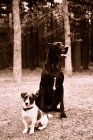 Cães grandes e pequenos no parque — Fotografia de Stock