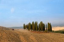 Cipressi toscani in un paesaggio polveroso — Foto stock