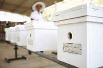Apicultor e caixas de nuc em apiary, Seeb, Mascate, Omã, Médio Oriente — Fotografia de Stock