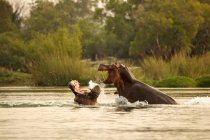 Hipopótamos enojados luchando en el agua - foto de stock