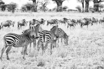 Black and white photo of Zebras on field in Serengeti, Tanzania, Africa — Stock Photo