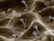 Цветной сканирующий электронный микрограф поверхности тела Добсонфляя — стоковое фото
