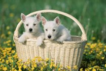Two terrier dogs in wicker basket with yellow flowers — Stock Photo