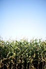 Vista en ángulo del campo de maíz, de cerca - foto de stock