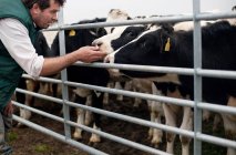Granjero tocando vacas en la granja - foto de stock