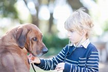 Мальчик со стетоскопом на собаке — стоковое фото