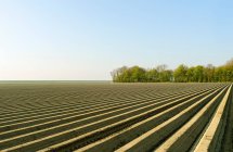Vista panorámica de los campos arados, Espel, Noordoostpolder, Países Bajos - foto de stock