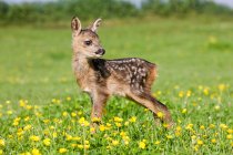 Cute fawn standing on grass — Stock Photo