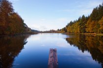 Alberi riflessi nel lago rurale — Foto stock