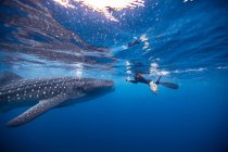 Дайвер плавает с китовой акулой, вид под водой, Канкун, Мексика — стоковое фото