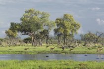 Impalas grazing near water, botswana, africa — Stock Photo