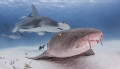 Tiburón nodriza con tiburón martillo bajo el agua - foto de stock