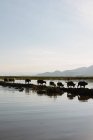 Búfalo de agua al atardecer, Nyaung Shwe, Lago Inle, Birmania - foto de stock