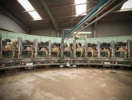 Cows in rotary milking parlour on dairy farm — Stock Photo