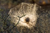 Spider web with sunlight, close up — Stock Photo