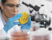 Scientist viewing culture growing in petri dish with biohazard tape in microbiology lab — Stock Photo