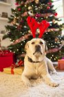 Ritratto di labrador retriever che indossa corna natalizie — Foto stock