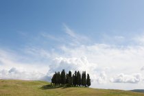 Cypress trees in field — Stock Photo