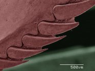 Micrografo elettronico a scansione colorata di spine di gamberetti mantidi — Foto stock