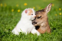 Fawn and kitten lying on green grass — Stock Photo