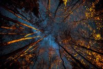 Низкий угол обзора освещенных деревьев ночью — стоковое фото