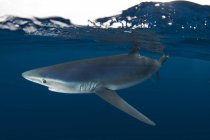 Vista lateral do tubarão nadando debaixo d 'água — Fotografia de Stock