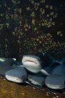 Підводний вид зграї реквієм акул на мушлі — стокове фото