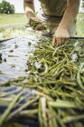 Vista ritagliata dell'uomo pulizia asparagi in azienda — Foto stock